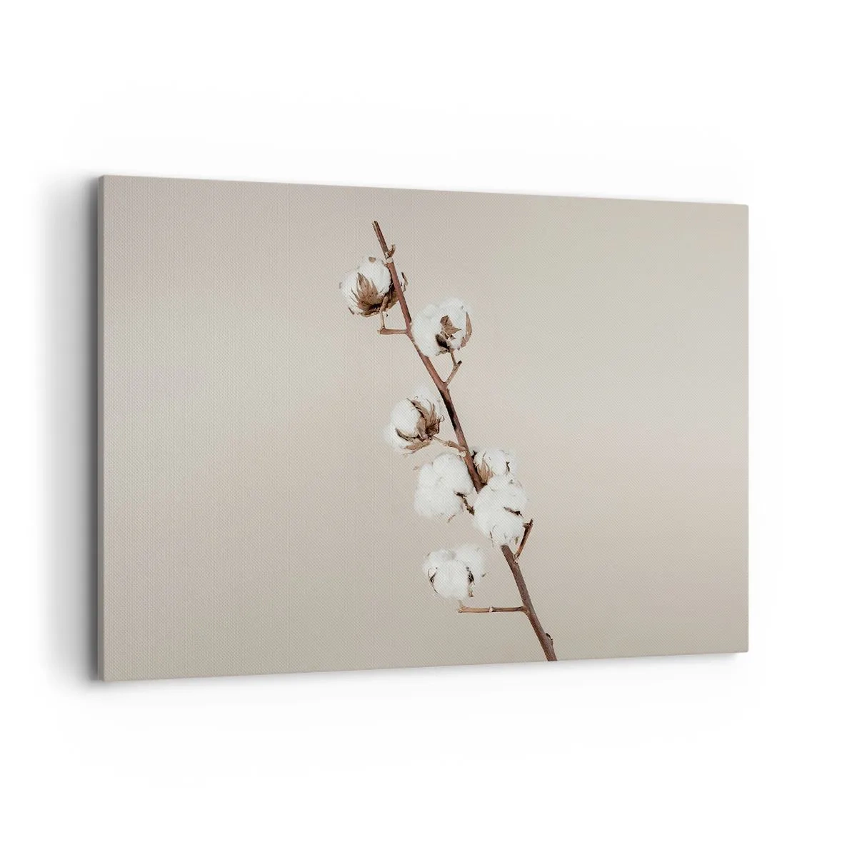 Obraz na płótnie - Gałązka bawełny na beżowym tle - 120x80cm - U źródła miękkości - Nowoczesna dekoracja ścienna do salonu, kuchni i sypialni ARTTOR
