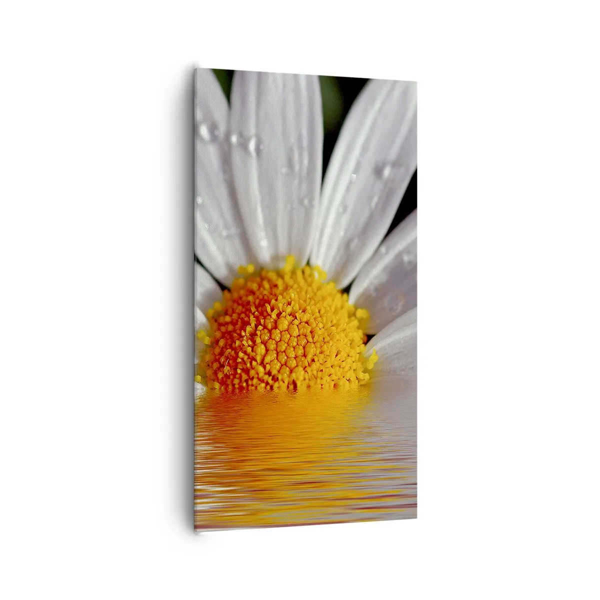 Obraz na płótnie - Wschodzące słońce margaretki - 65x120 cm