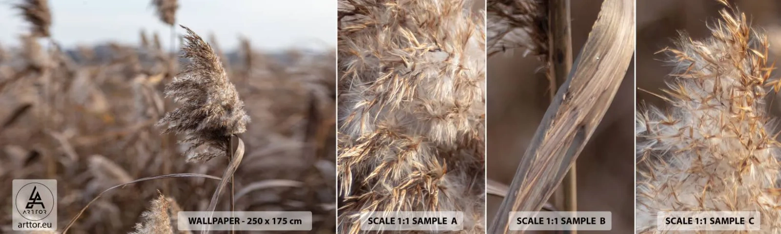 Fototapeta Próbka Samoprzylepna Deluxe Sticker - Czas odlecieć z wiatrem - Łąka, Trawa Pampasowa, Natura - 100x30 cm