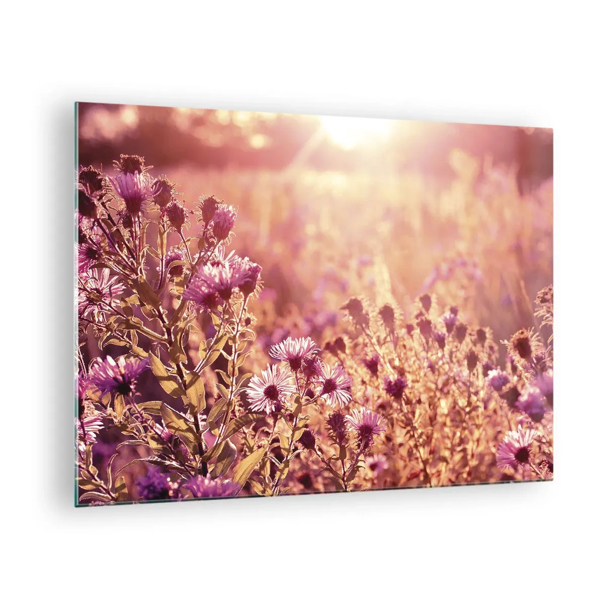 Obraz na szkle - Fioletowe kwiaty na łące w świetle zachodzącego słońca - 70x50cm - Przed odejściem lata - Nowoczesna dekoracja ścienna do salonu i sypialni ARTTOR