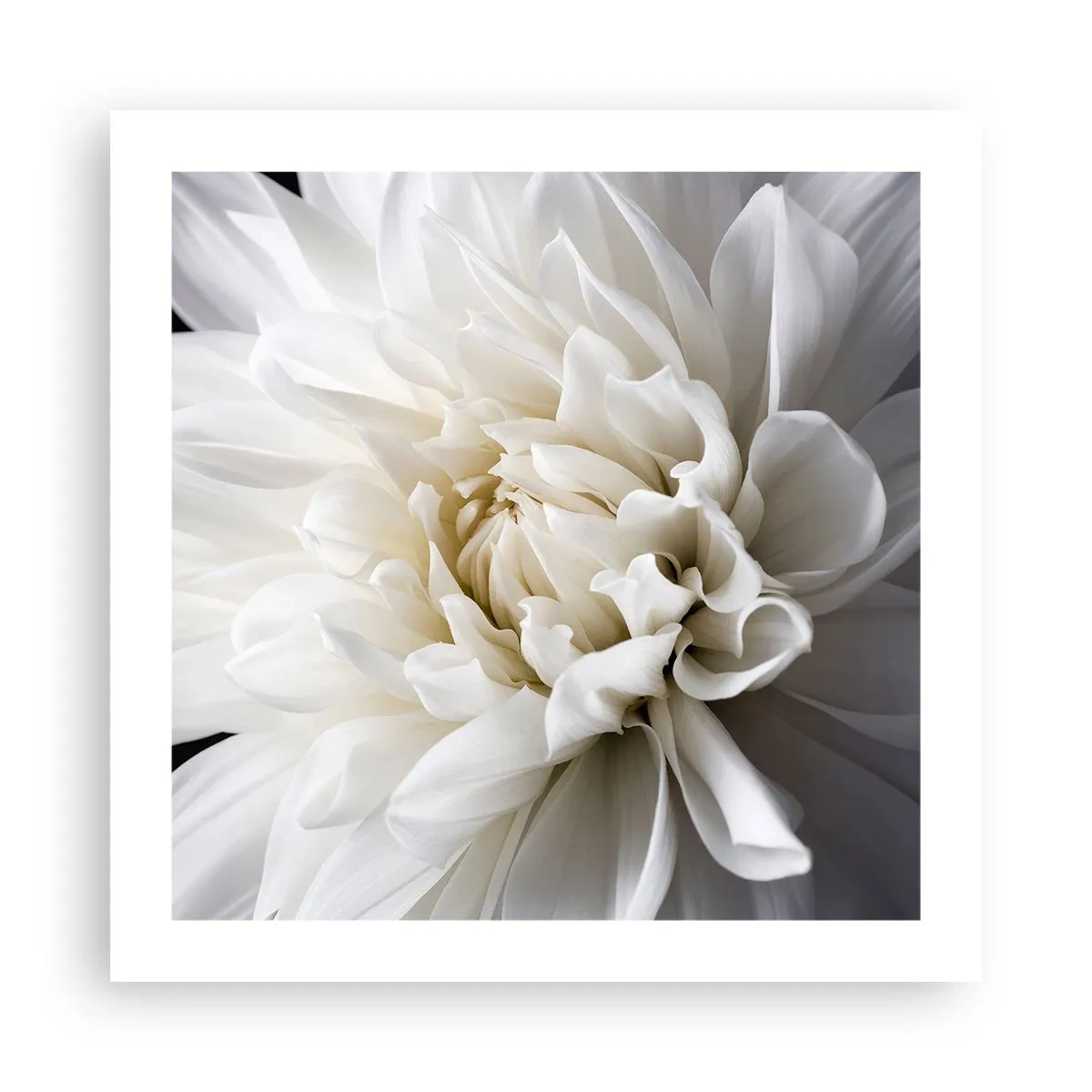 Plakat - Poranek Panny Młodej - 50x50 cm