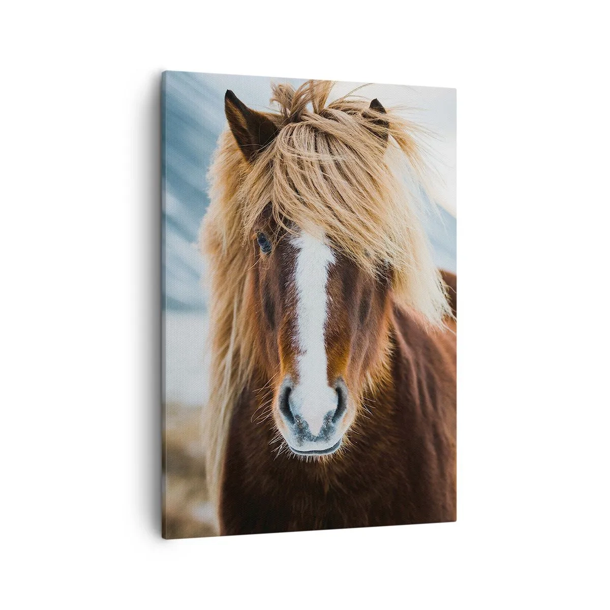 Obraz na płótnie - Portret islandzkiego konia z rozwianą grzywą - 50x70cm - Czujesz wolność? - Nowoczesna dekoracja ścienna do salonu, kuchni i sypialni ARTTOR