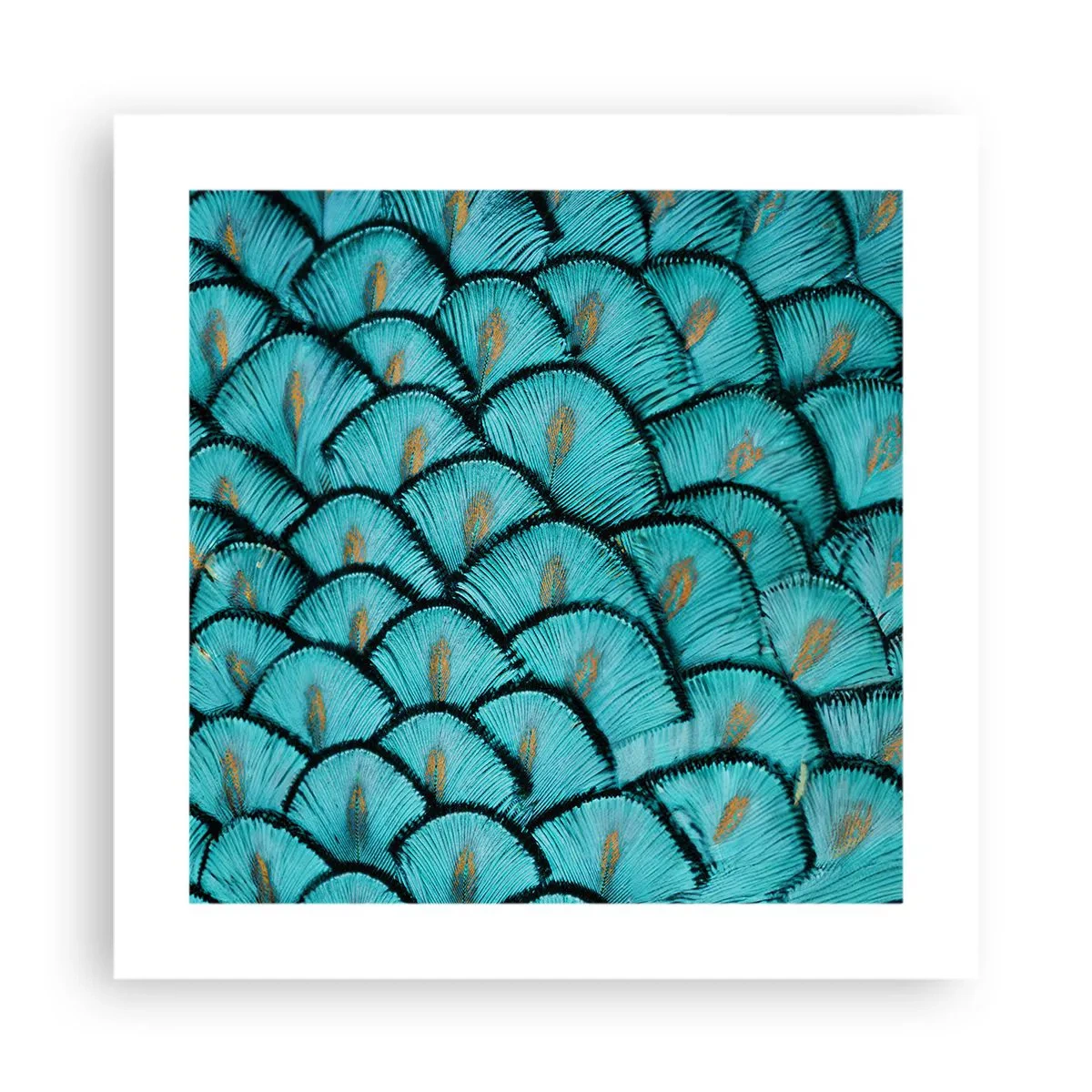 Plakat - Wielka gala piór - 40x40 cm