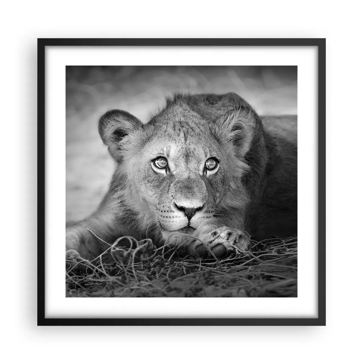 Plakat w czarnej ramie - Królewskie szczenię - 50x50 cm