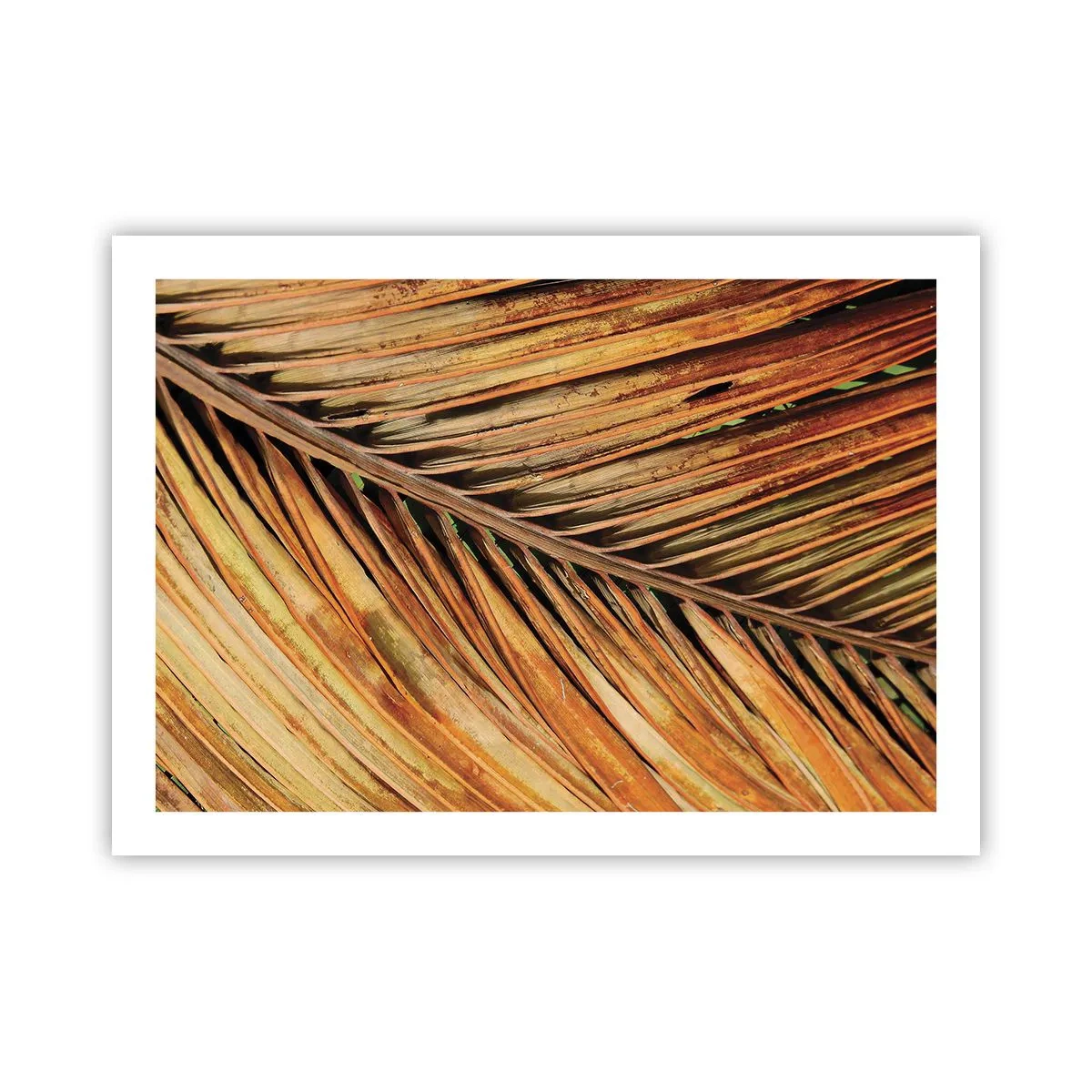 Plakat - Kokosowe złoto - 70x50 cm