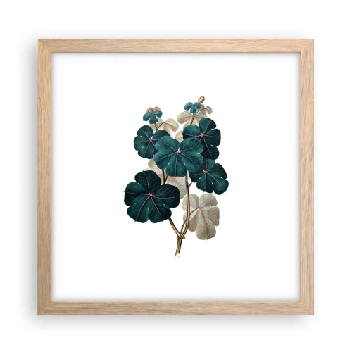 Plakat w ramie jasny dąb - Ze starego zielnika - 30x30 cm