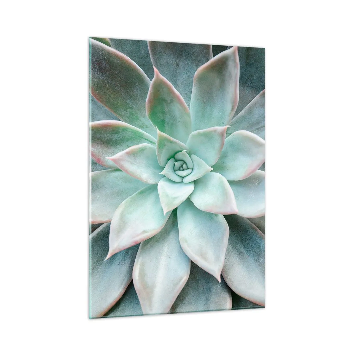 Obraz na szkle - Suche liście sukulenta o delikatnym, szaro-zielonym odcieniu - 50x70cm - Serce pustyni - Nowoczesna dekoracja ścienna do salonu, kuchni i sypialni ARTTOR