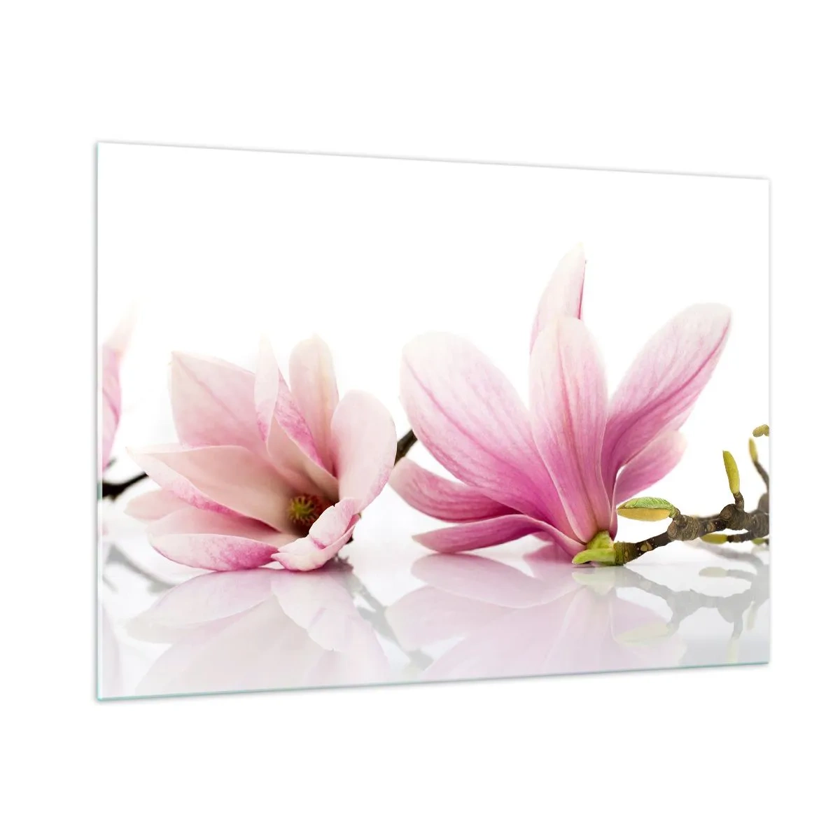 Obraz na szkle - Delikatne kwiaty magnolii na białym tle - 100x70cm - Delikatne jak powiew wiosny - Nowoczesna dekoracja ścienna do salonu, kuchni i sypialni ARTTOR