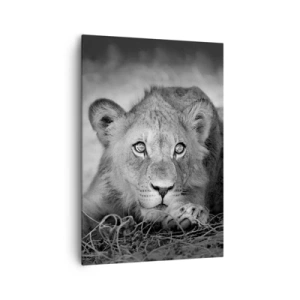 Obraz na płótnie - Monochromatyczny portret leżącego młodego lwa - 70x100cm - Królewskie szczenię - Nowoczesna dekoracja ścienna do salonu i sypialni ARTTOR