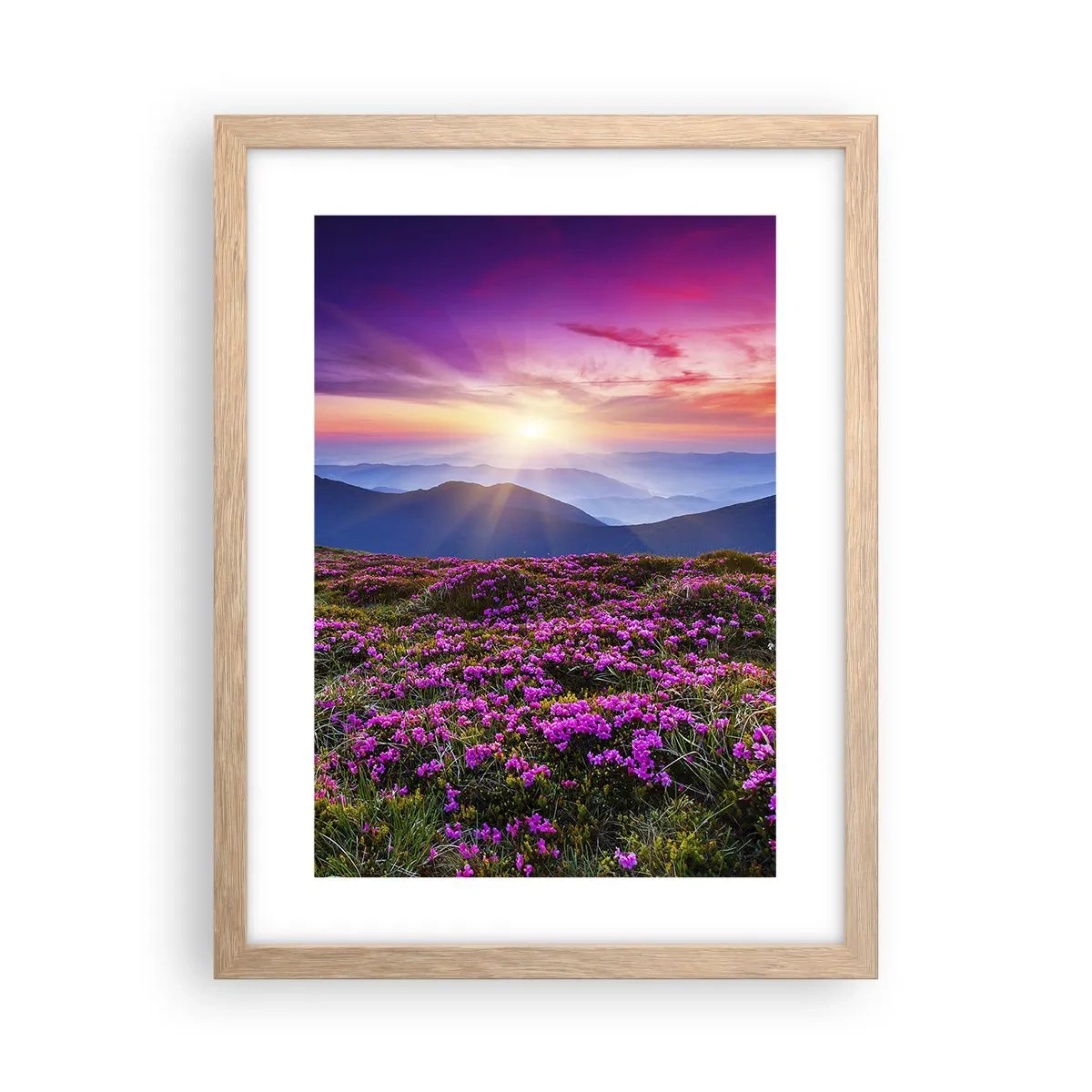 Plakat w ramie jasny dąb - Ziół zapachniały świeże pęki od niw - 30x40 cm