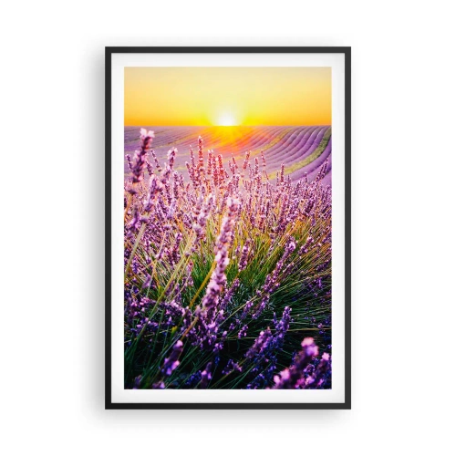 Plakat w czarnej ramie - Pachnący łan - 61x91 cm