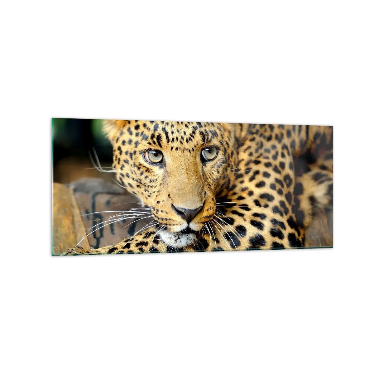 Obraz na szkle - Portret lamparta w naturalnym otoczeniu - 120x50cm - Nie bój się, podejdź - Nowoczesna dekoracja ścienna do salonu i sypialni ARTTOR