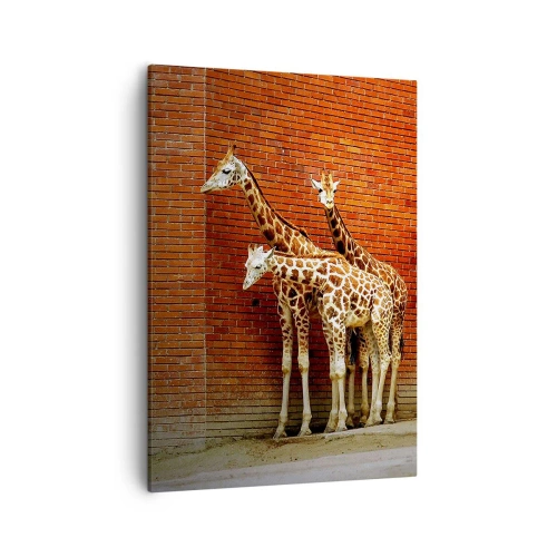 Obraz na płótnie - Trzy żyrafy na tle ceglanej ściany - 50x70cm - Widzicie jakąś akację? - Nowoczesna dekoracja ścienna do salonu, kuchni i sypialni ARTTOR