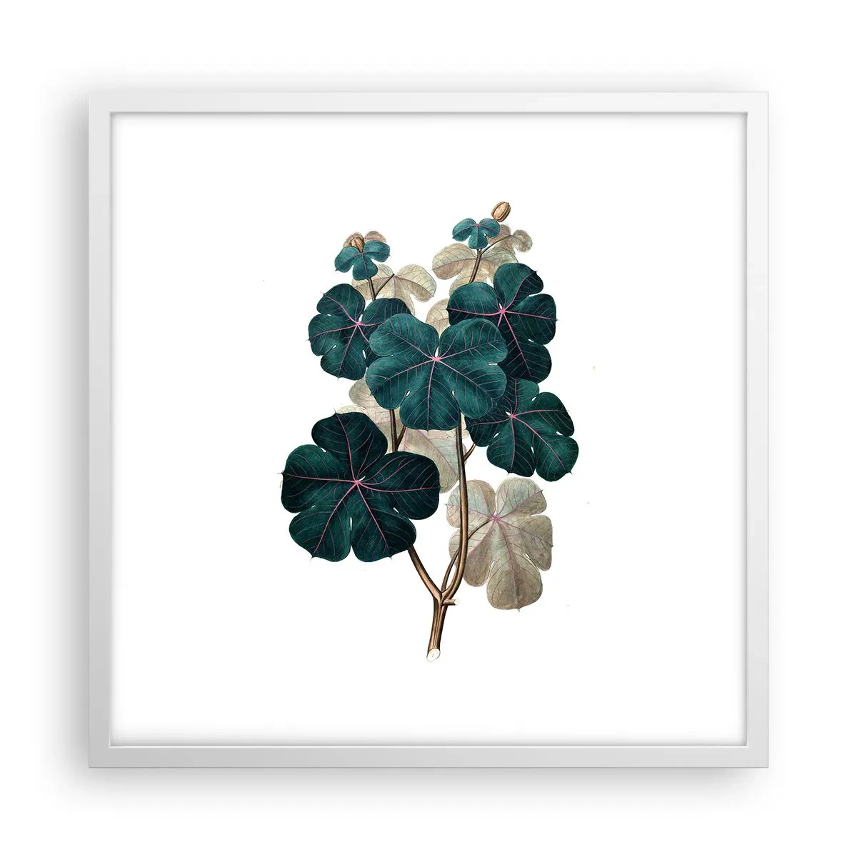 Plakat w białej ramie - Ze starego zielnika - 50x50 cm