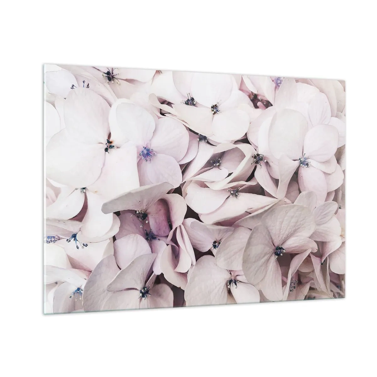 Obraz na szkle - Delikatne jasnoróżowe hortensje w zbliżeniu - 100x70cm - W powodzi kwiatów - Nowoczesna dekoracja ścienna do salonu, kuchni i sypialni ARTTOR