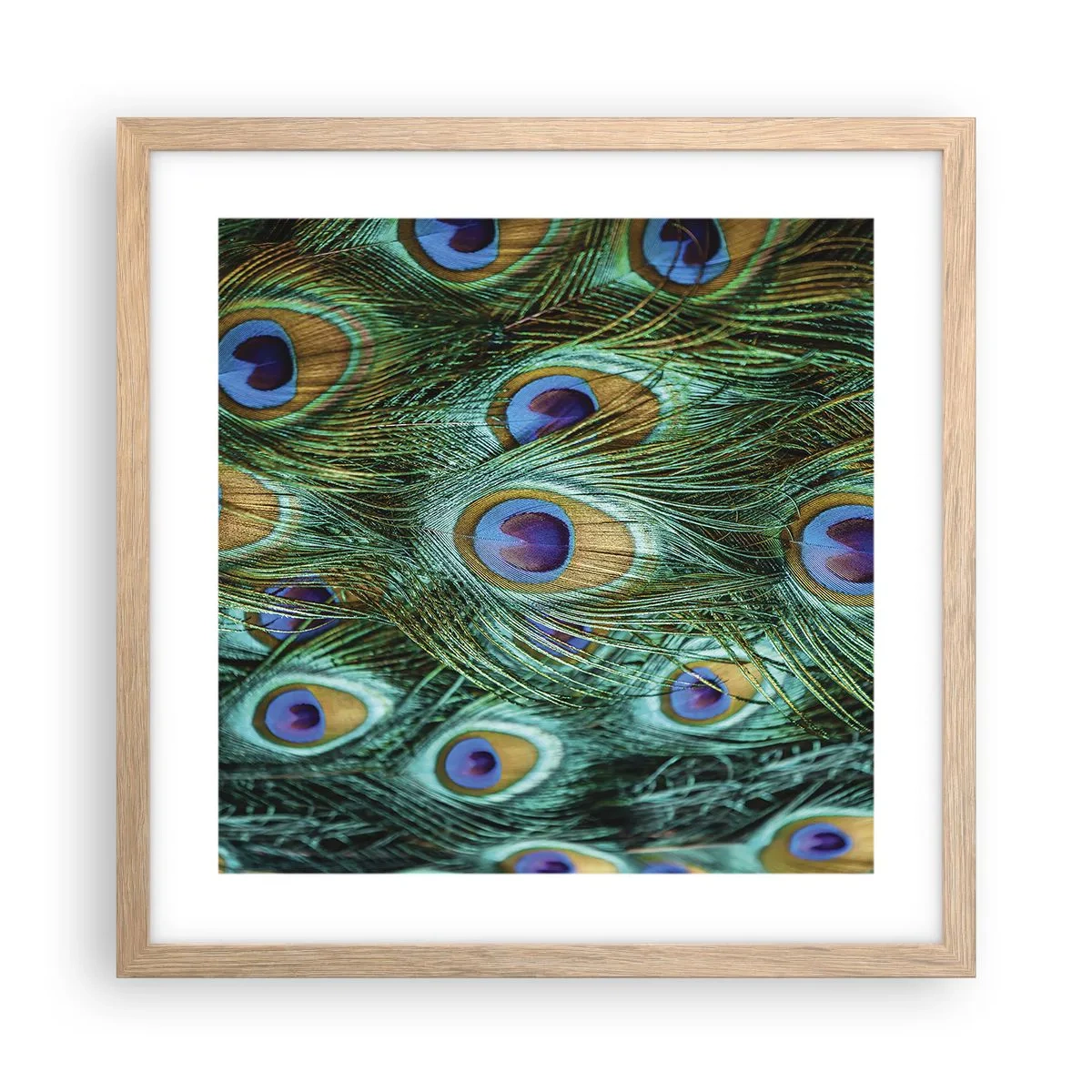 Plakat w ramie jasny dąb - Pawiookie spojrzenie - 40x40 cm