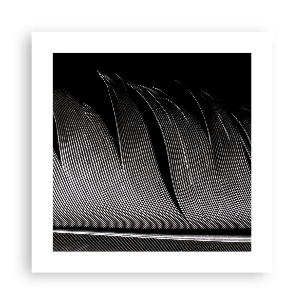 Plakat - Pióro – cudowna konstrukcja - 40x40 cm