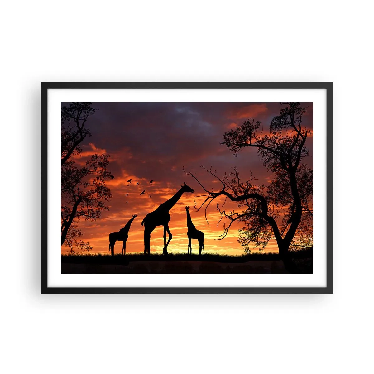 Plakat w czarnej ramie - Sylwetki żyraf na tle zachodzącego słońca w Afryce - 70x50cm - Mała kolacja w gronie najbliższych - Nowoczesna dekoracja ścienna do salonu i sypialni ARTTOR