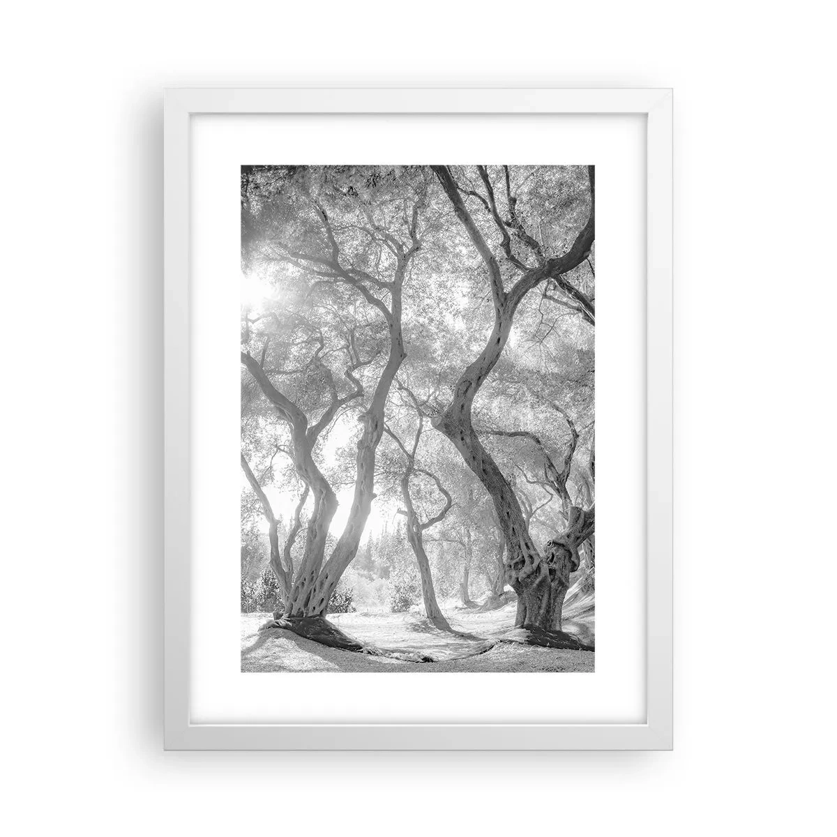Plakat w białej ramie - W oliwnym gaju - 30x40 cm