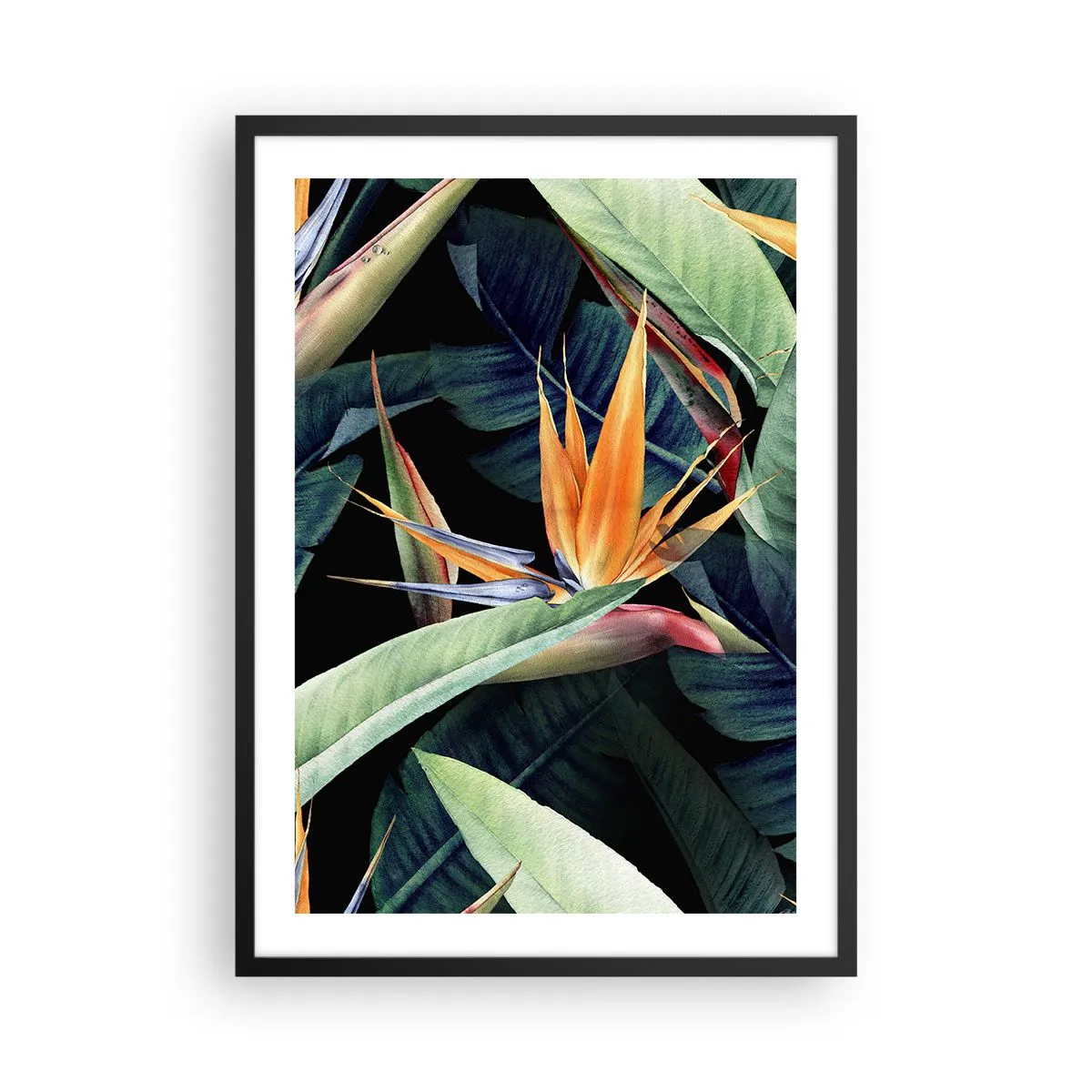 Plakat w czarnej ramie - Egzotyczny kwiat strelicji na ciemnym tle - 50x70cm - Płomienne kwiaty tropików - Nowoczesna dekoracja ścienna do salonu i sypialni ARTTOR