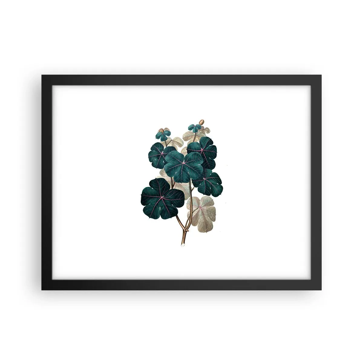 Plakat w czarnej ramie - Ze starego zielnika - 40x30 cm