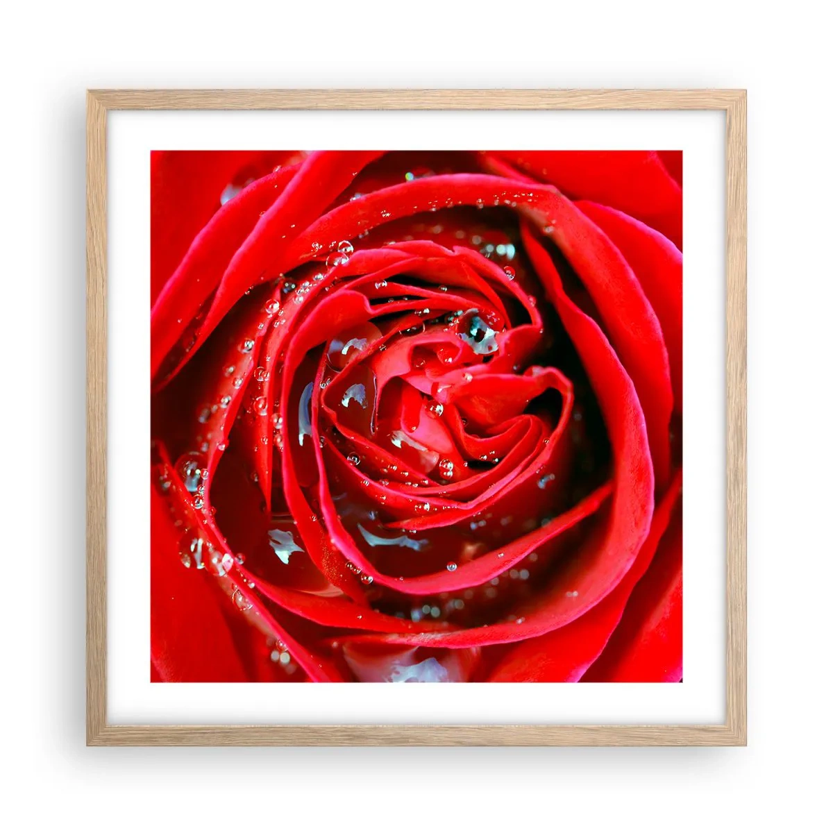 Plakat w ramie jasny dąb - W kroplach rosy - 50x50 cm