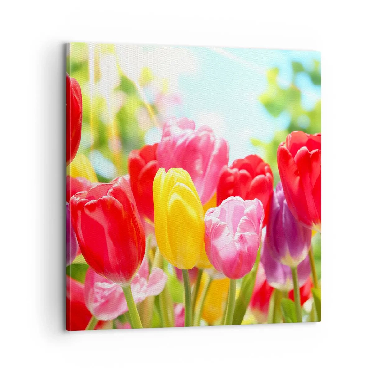 Obraz na płótnie - To my, kolory maja! - 60x60 cm