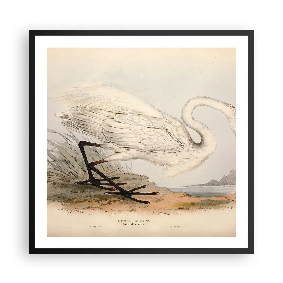 Plakat w czarnej ramie - Pani na szuwarach - 60x60 cm