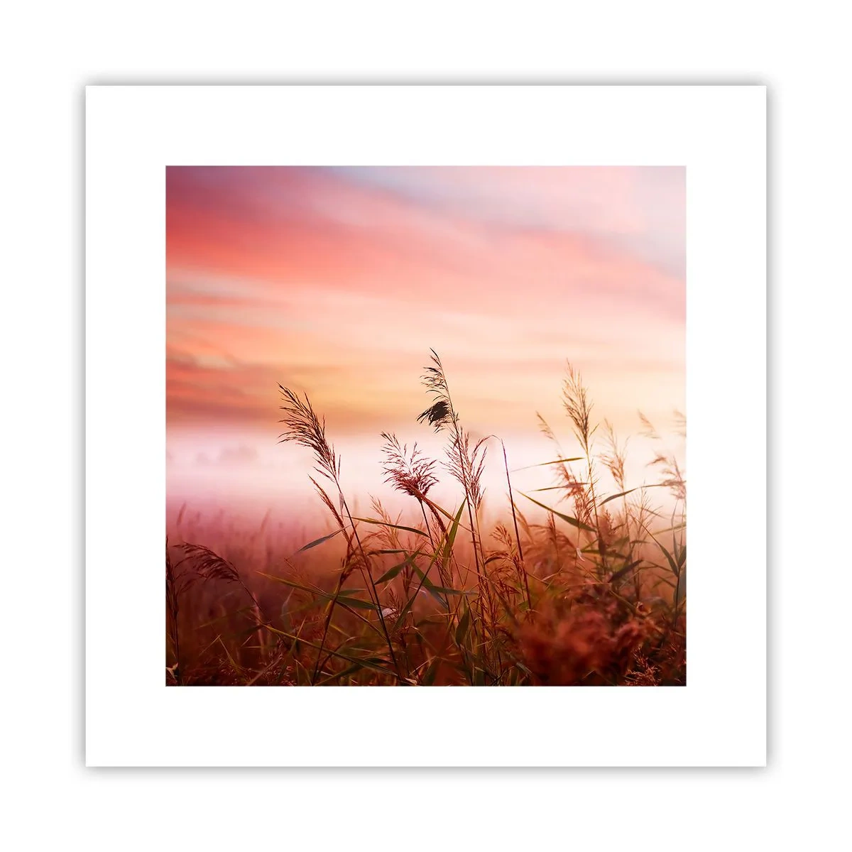 Plakat - Latawce, dmuchawce, wiatr - 30x30 cm