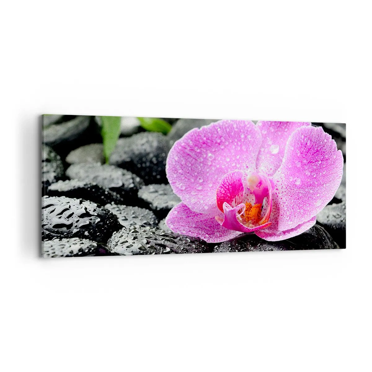 Obraz na płótnie - Różowa orchidea na mokrych czarnych kamieniach z zielonymi liśćmi - 120x50cm - Jak otwarte serce - Nowoczesna dekoracja ścienna do salonu i sypialni ARTTOR