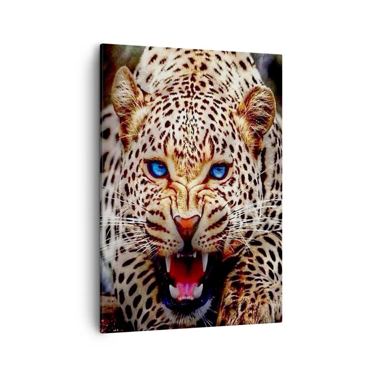 Obraz na płótnie - Gepard z niebieskimi oczami w dynamicznej pozie - 50x70cm - Złość piękności nie szkodzi - Nowoczesna dekoracja ścienna do salonu, kuchni i sypialni ARTTOR