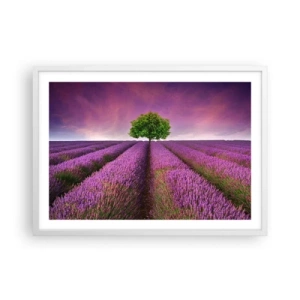 Plakat w białej ramie - Na lawendowych polach - 70x50 cm