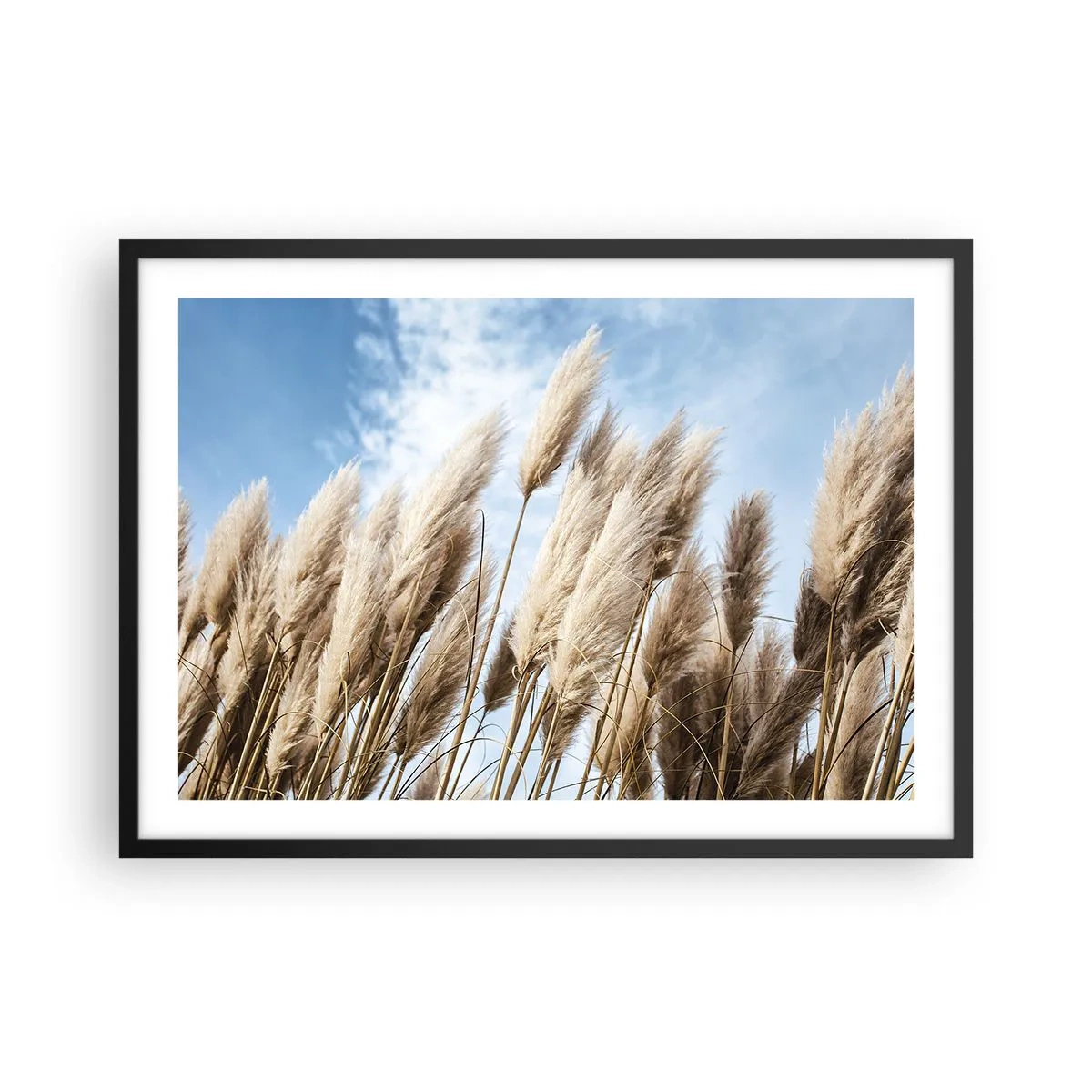 Plakat w czarnej ramie - Delikatne trawy pampasowe na tle błękitnego nieba z lekkimi chmurami - 70x50cm - Słoneczna i wietrzna pieszczota - Nowoczesna dekoracja ścienna do salonu i sypialni ARTTOR