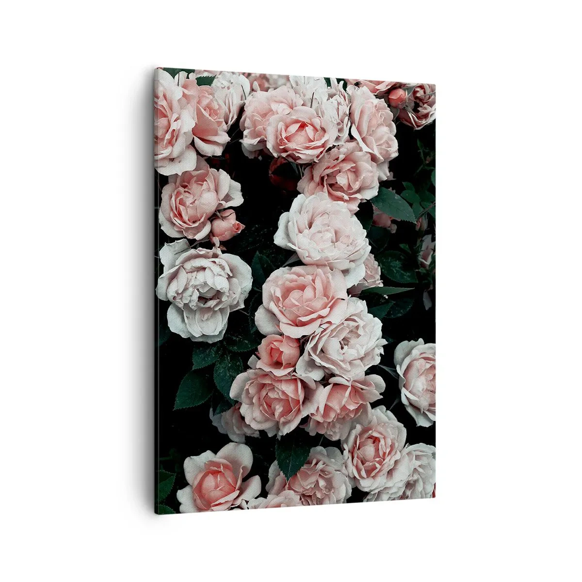 Obraz na płótnie - Bukiet różowych róż w pełnym rozkwicie na ciemnym tle - 50x70cm - Różany ansamble - Nowoczesna dekoracja ścienna do salonu, kuchni i sypialni ARTTOR