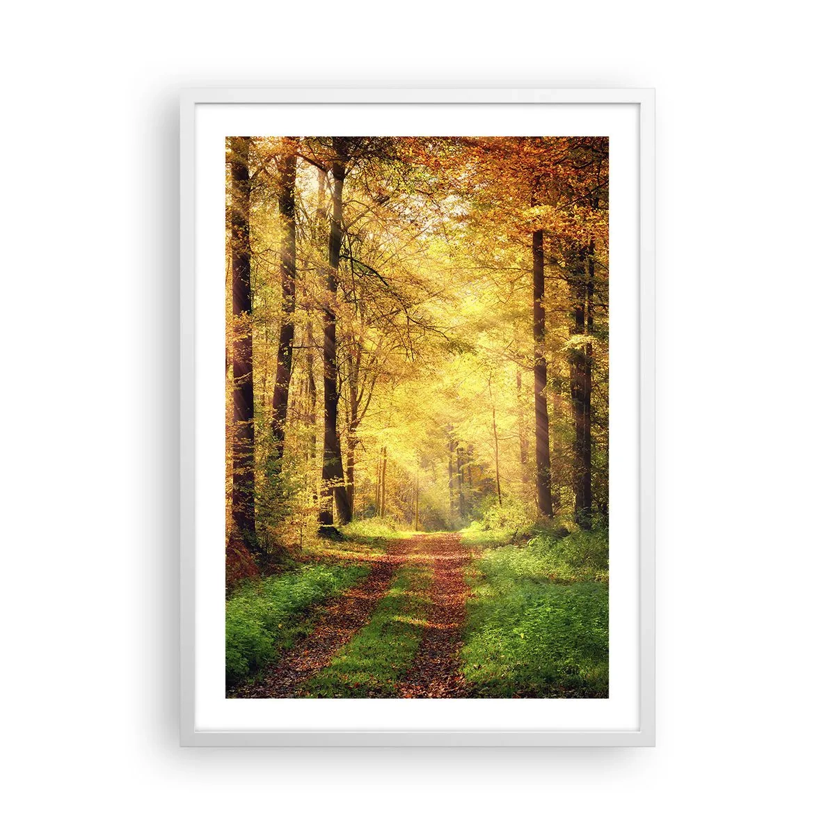 Plakat w białej ramie - Leśno-złota cisza - 50x70 cm