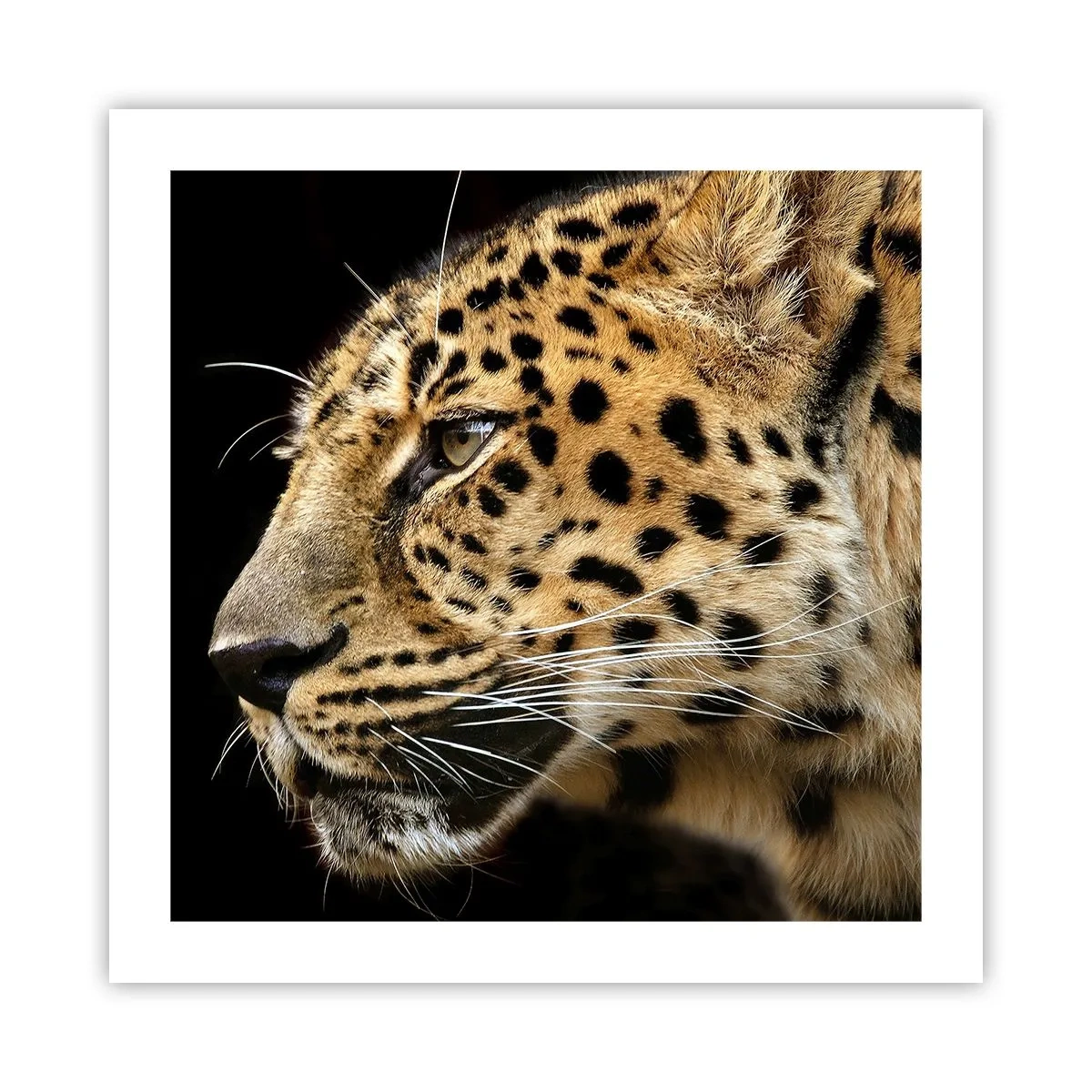 Plakat - Spokojny, skupiony, gotowy - 50x50 cm