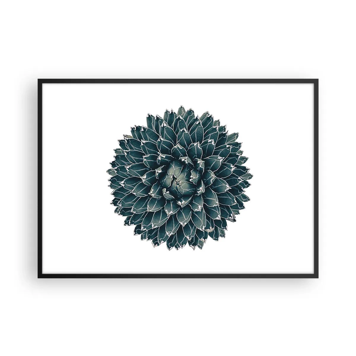 Plakat w czarnej ramie - Symetryczna roślina sukulenta na białym tle - 100x70cm - Gwiazda pustyni - Nowoczesna dekoracja ścienna do salonu i sypialni ARTTOR