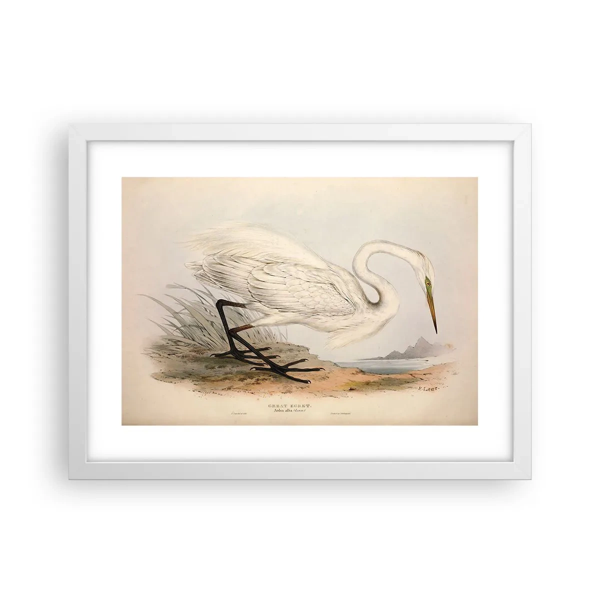 Plakat w białej ramie - Pani na szuwarach - 40x30 cm