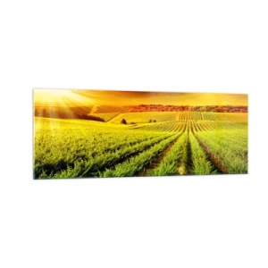 Obraz na szkle - Złociste winnice oświetlone promieniami słońca - 140x50cm - Pod australijskim słońcem - Nowoczesna dekoracja ścienna do salonu i sypialni ARTTOR