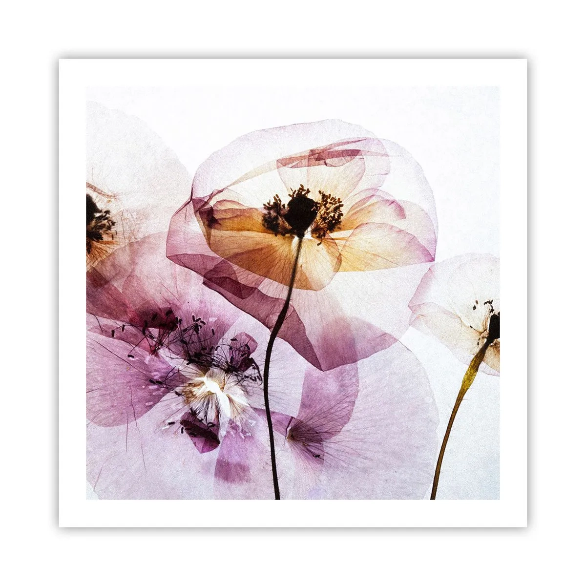 Plakat - Kwiatów ciała przezrocze - 60x60 cm