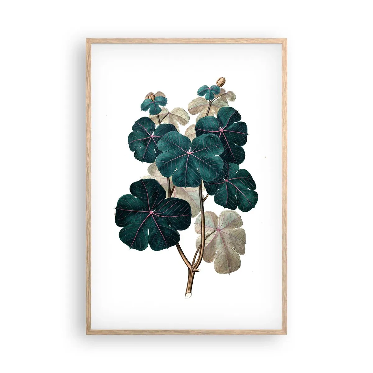 Plakat w ramie jasny dąb - Ze starego zielnika - 61x91 cm