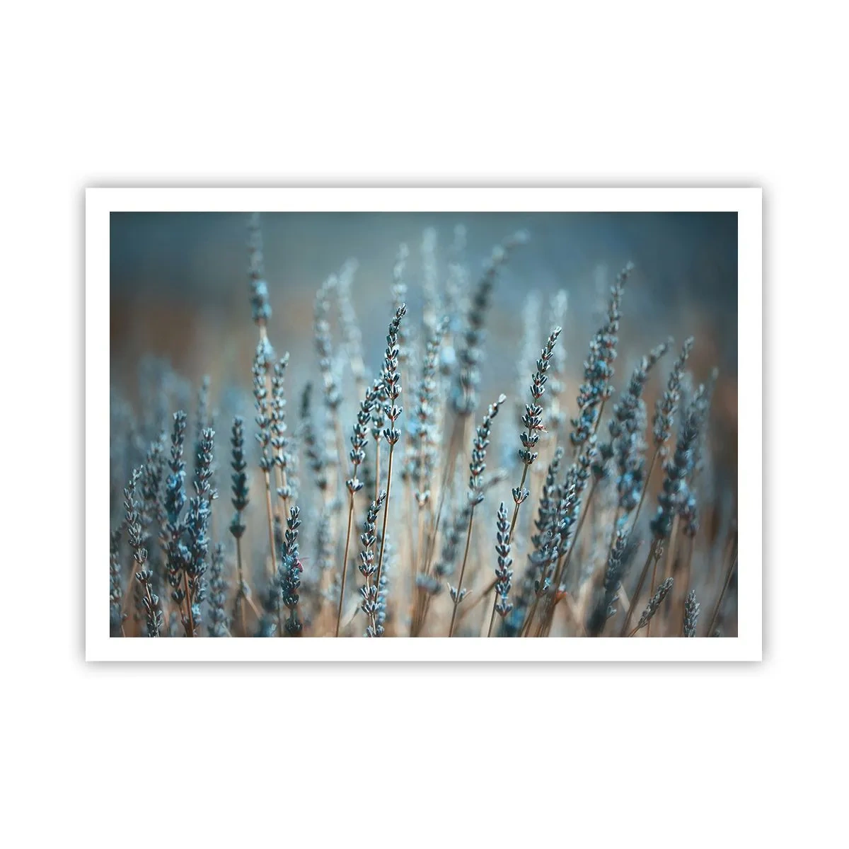 Plakat - Lawenda na polu w subtelnej pastelowej tonacji - 100x70cm - Pachnący łan - Nowoczesna dekoracja ścienna do salonu i sypialni ARTTOR