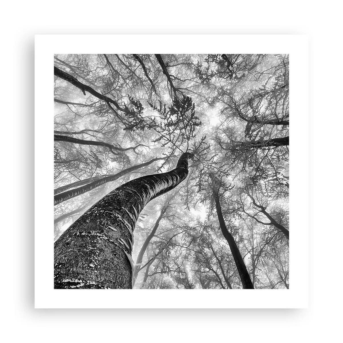 Plakat - Wyścig do światła - 50x50 cm