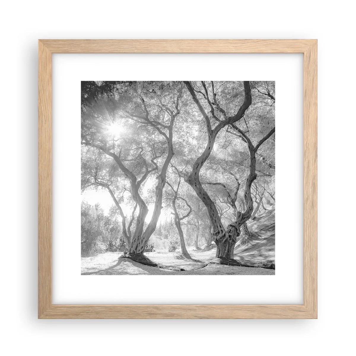 Plakat w ramie jasny dąb - W oliwnym gaju - 30x30 cm