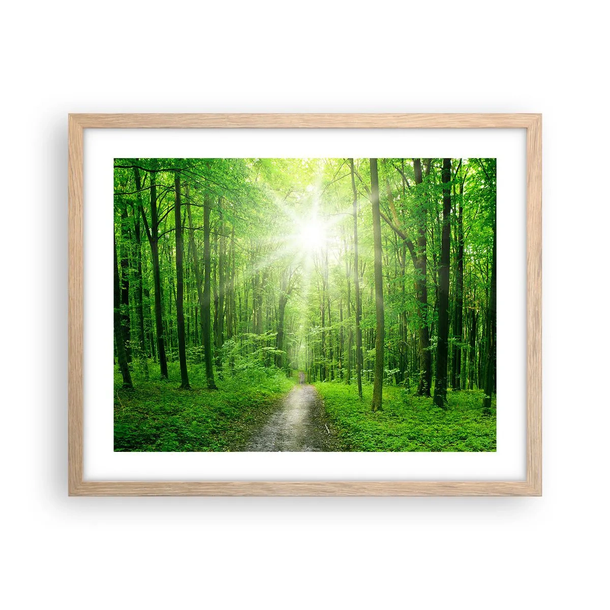 Plakat w ramie jasny dąb - Zielona katedra - 50x40 cm