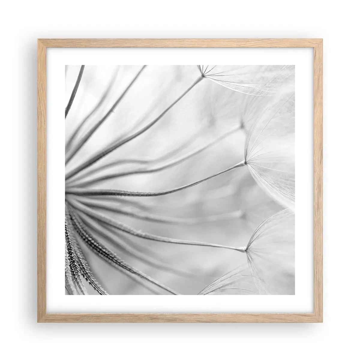 Plakat w ramie jasny dąb - Dmuchawce, latawce - 50x50 cm