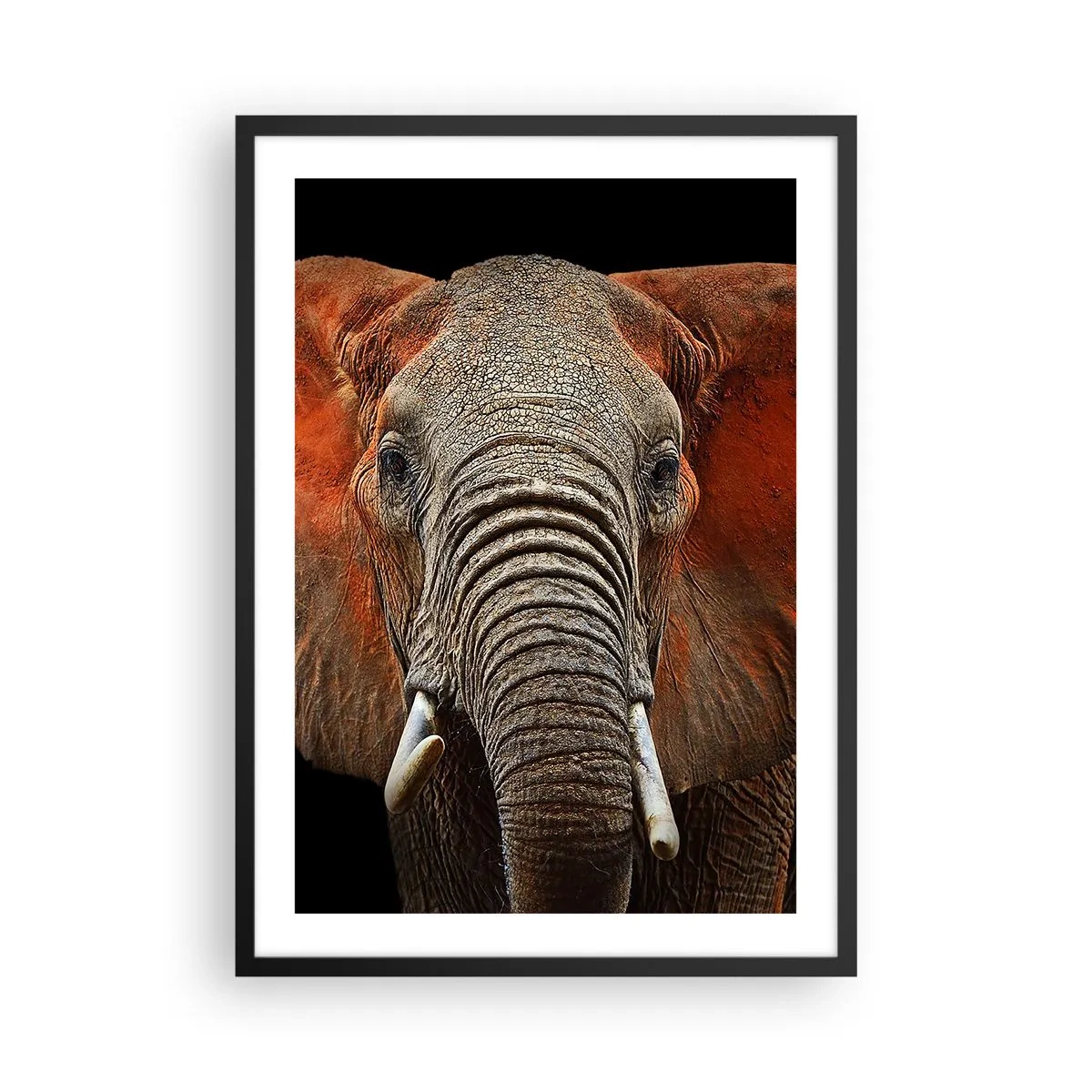 Plakat w czarnej ramie - Portret majestatycznego słonia na czarnym tle - 50x70cm - Jestem dziki, a ty? - Nowoczesna dekoracja ścienna do salonu i sypialni ARTTOR