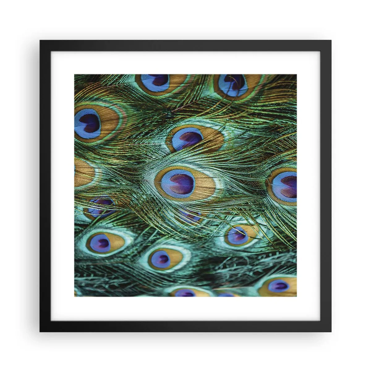 Plakat w czarnej ramie - Pawiookie spojrzenie - 40x40 cm