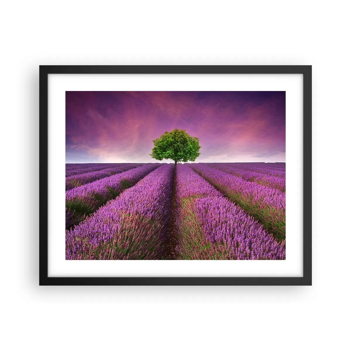 Plakat w czarnej ramie - Na lawendowych polach - 50x40 cm