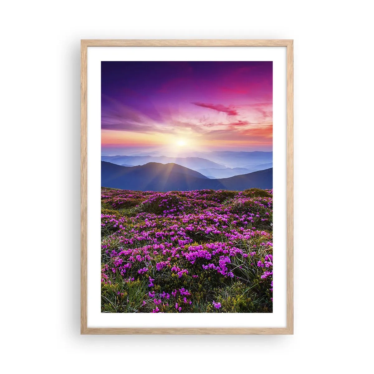 Plakat w ramie jasny dąb - Ziół zapachniały świeże pęki od niw - 50x70 cm